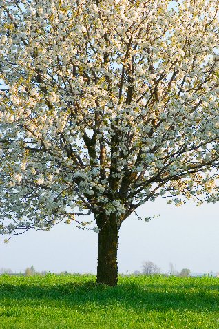 drzewo kwitnące w kwietniu