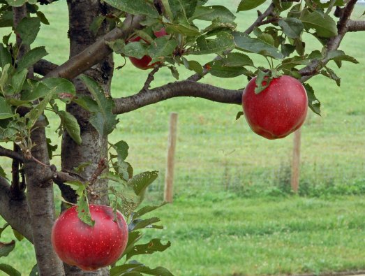 jabłka sierpniowe